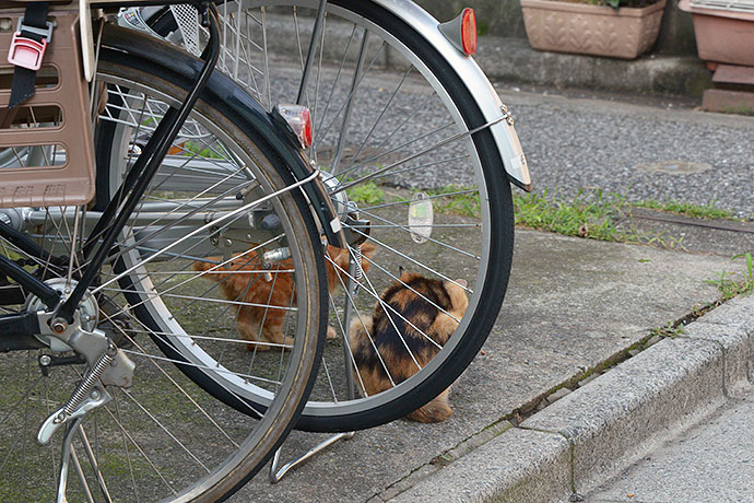 街のねこたち