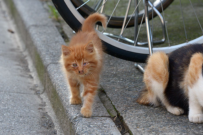 街のねこたち