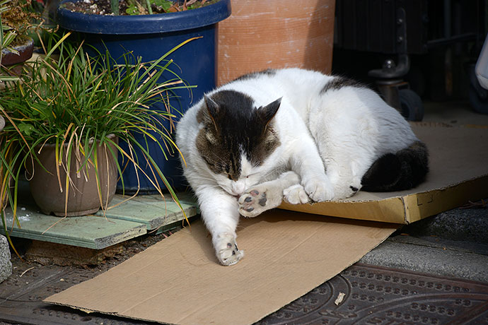 街のねこたち