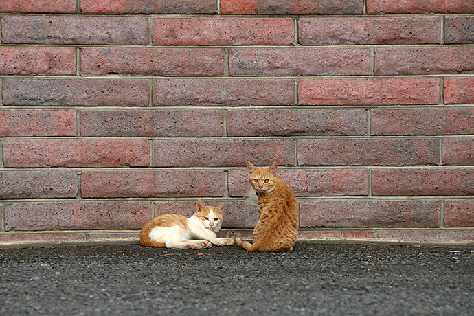 街のねこたち