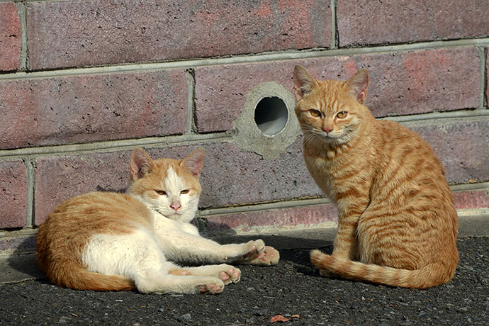 街のねこたち
