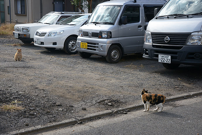 街のねこたち