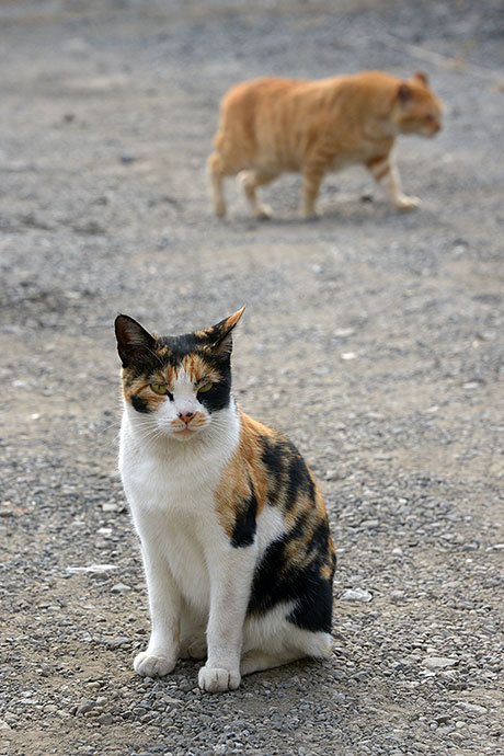街のねこたち