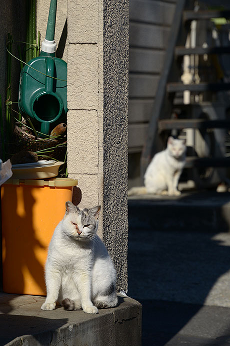 街のねこたち