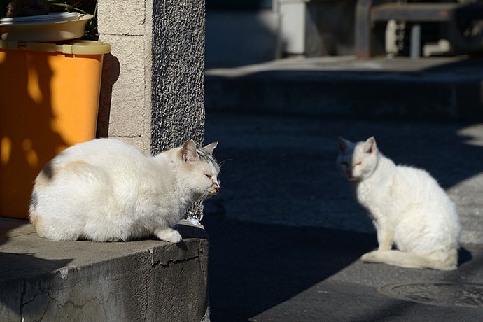 街のねこたち