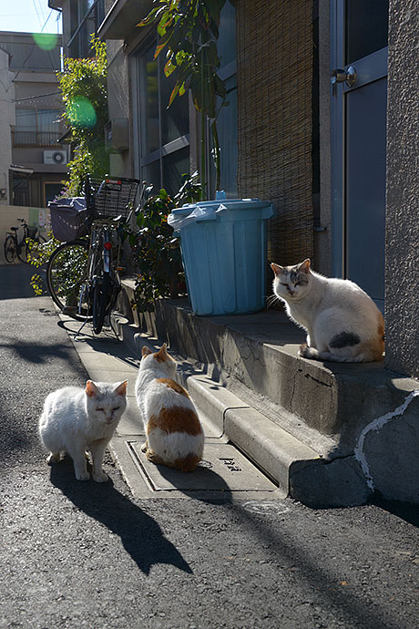 街のねこたち