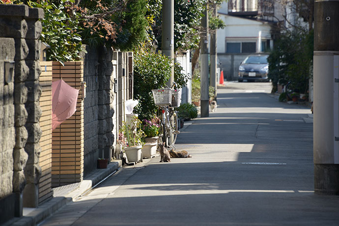 街のねこたち