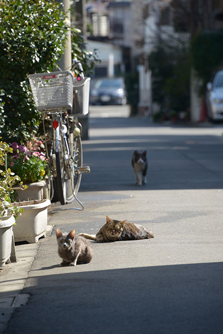 街のねこたち