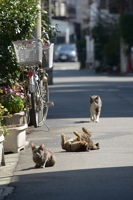 街のねこたち