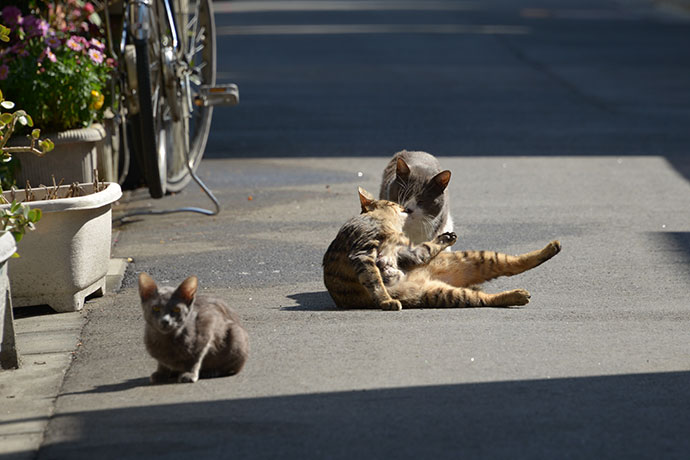 街のねこたち