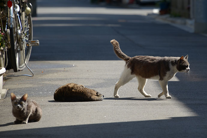 街のねこたち