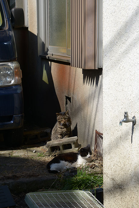 街のねこたち