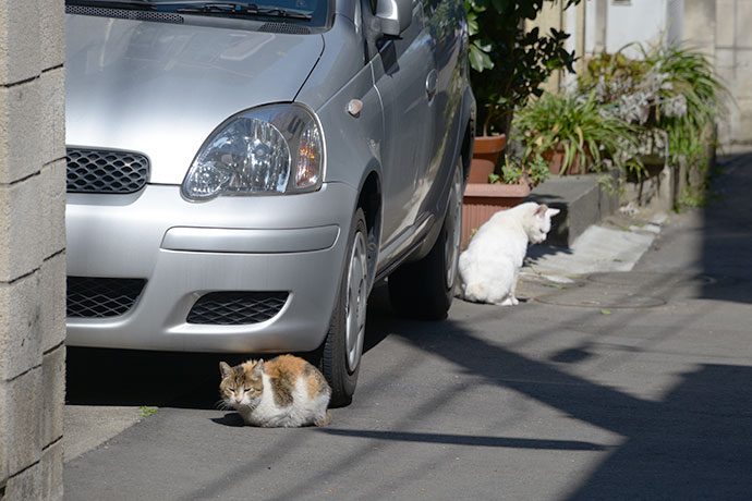 街のねこたち