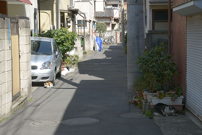 街のねこたち