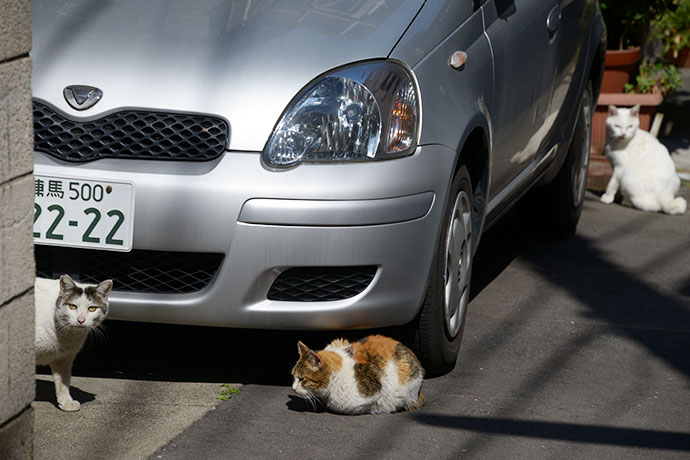 街のねこたち