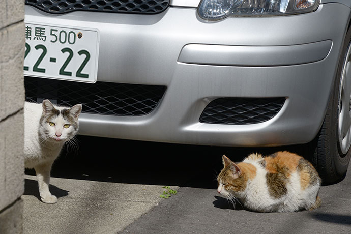 街のねこたち