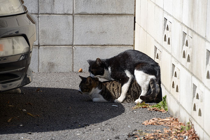 街のねこたち