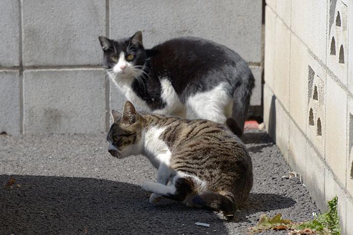 街のねこたち