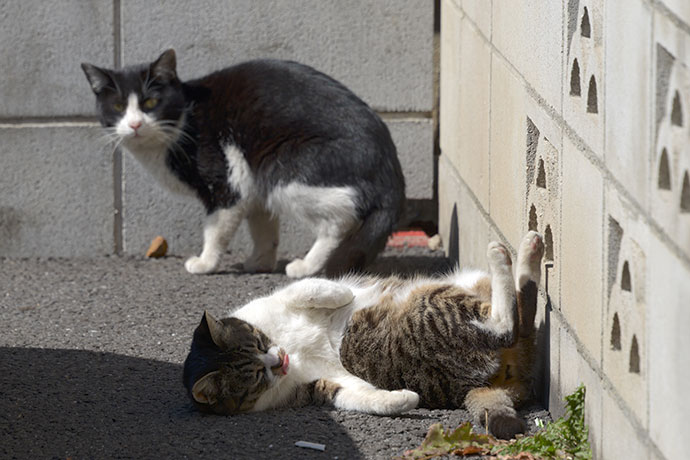 街のねこたち