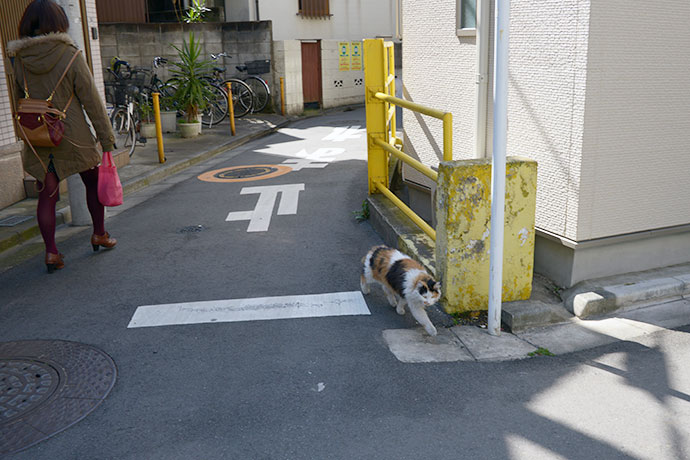 街のねこたち