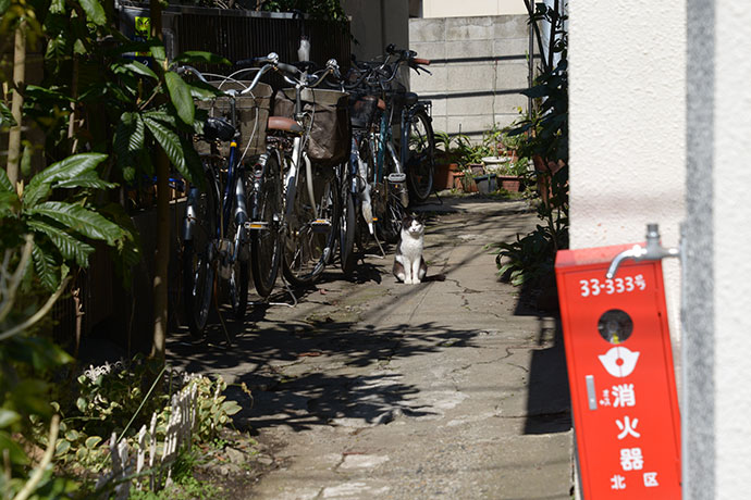 街のねこたち