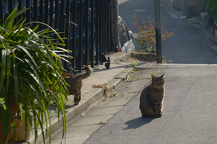 街のねこたち