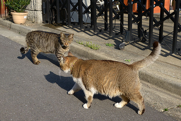 街のねこたち