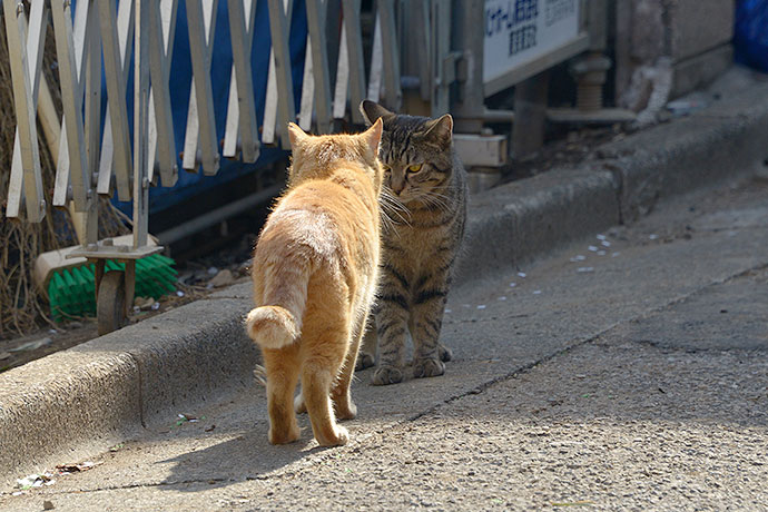 街のねこたち