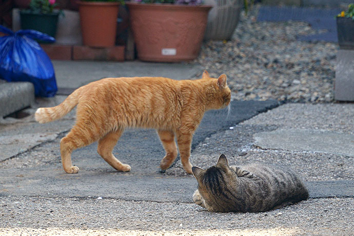 街のねこたち