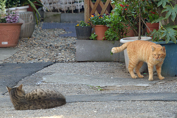 街のねこたち