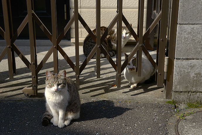 街のねこたち