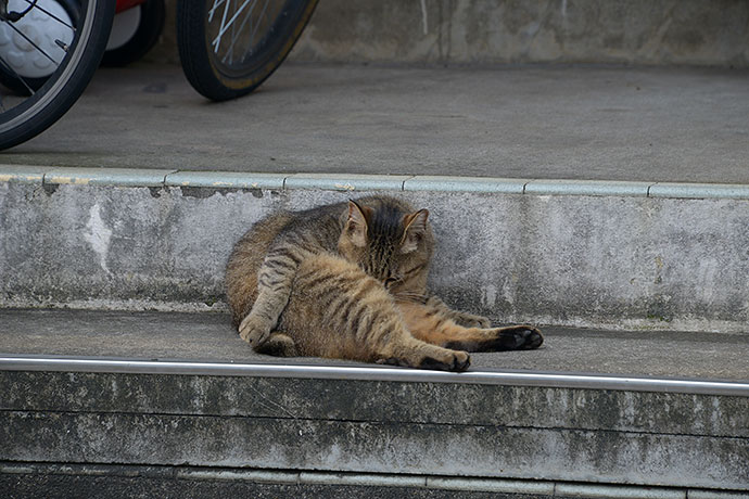 街のねこたち