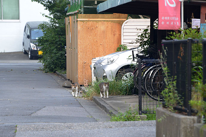 街のねこたち