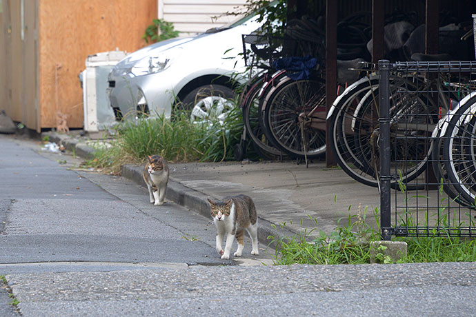 街のねこたち