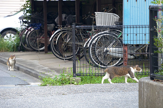 街のねこたち