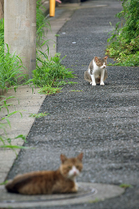 街のねこたち