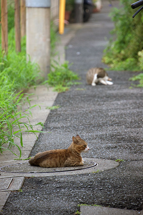街のねこたち