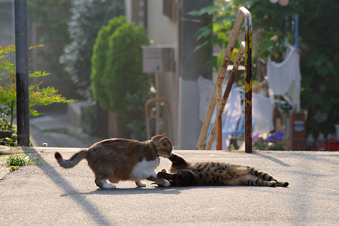 街のねこたち