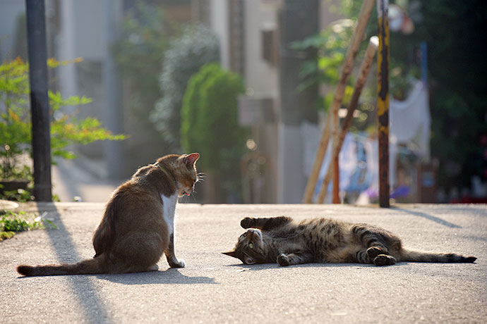 街のねこたち