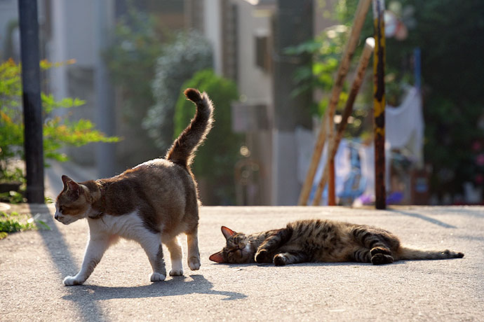 街のねこたち