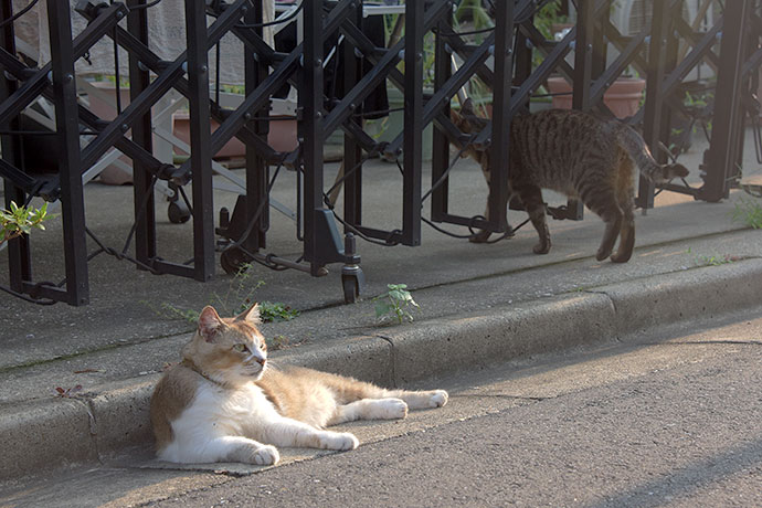 街のねこたち