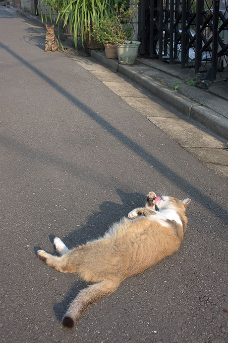 街のねこたち