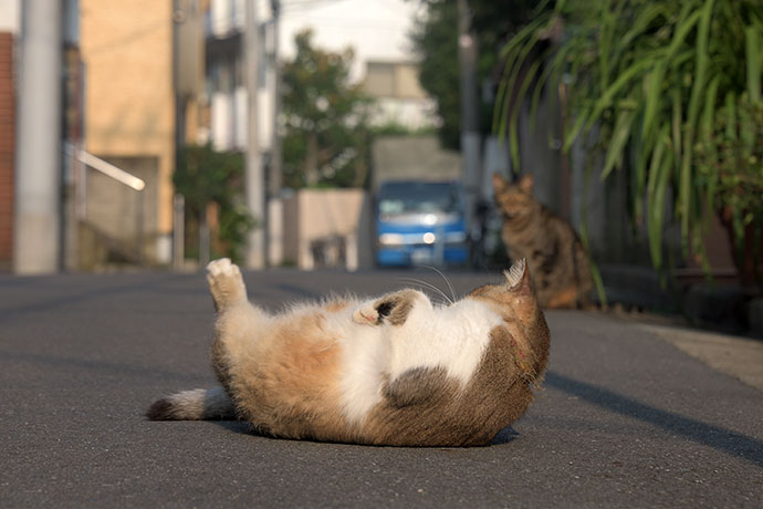 街のねこたち