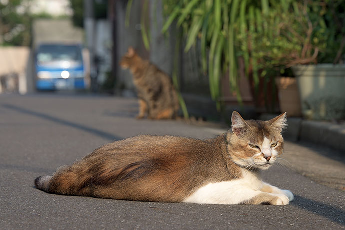 街のねこたち