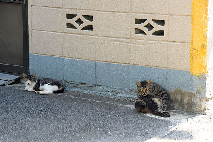 街のねこたち