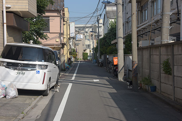 街のねこたち