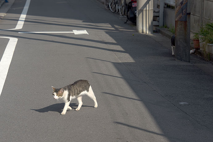 街のねこたち