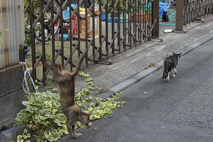 街のねこたち