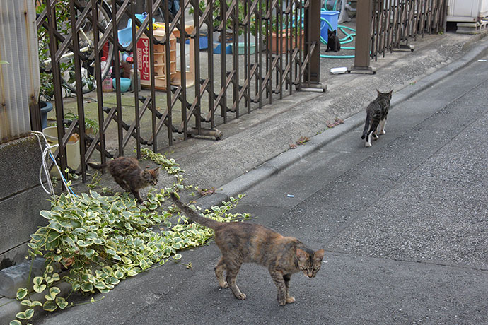 街のねこたち