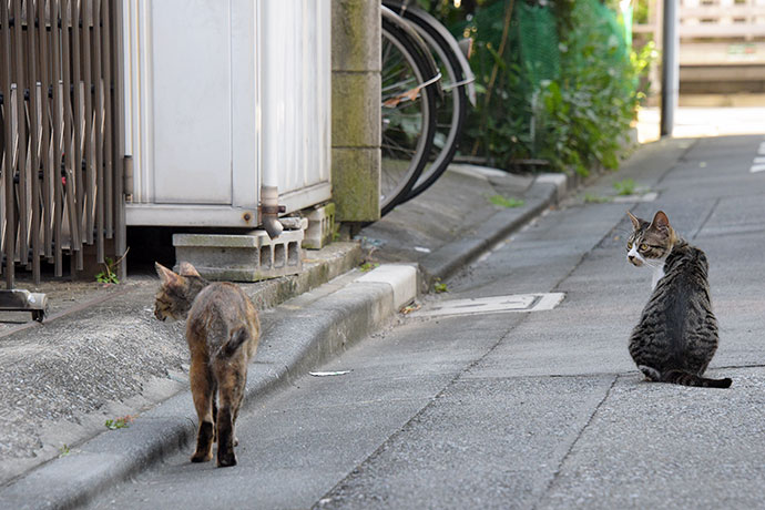 街のねこたち